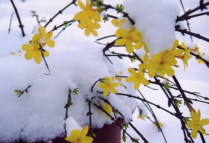 雪地梅花